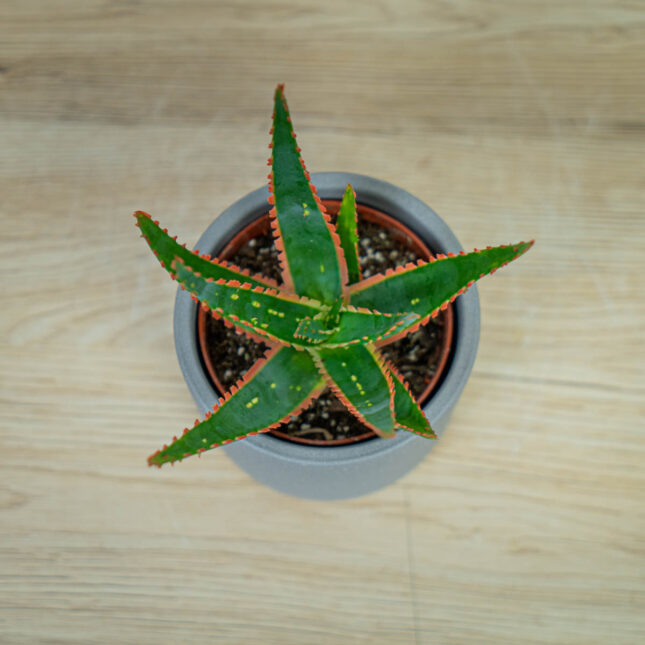 aloes-vitro aloes-vitro