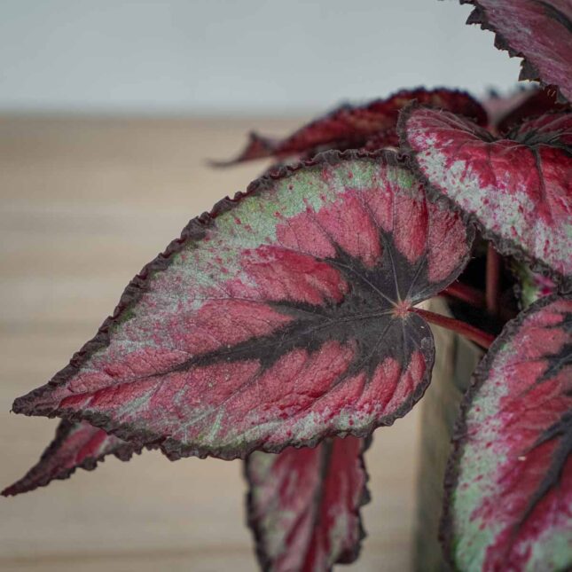 begonia-beleaf-evening-glow (2) begonia-beleaf-evening-glow