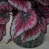 begonia-beleaf-evening-glow