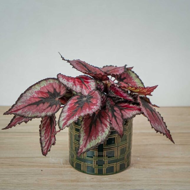 begonia-beleaf-evening-glow begonia-beleaf-evening-glow