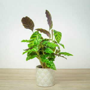 calathea-albertii