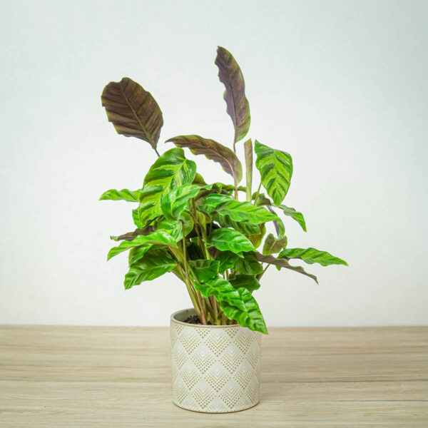 calathea-albertii