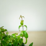 eszynantus-rasta-aeschynanthus