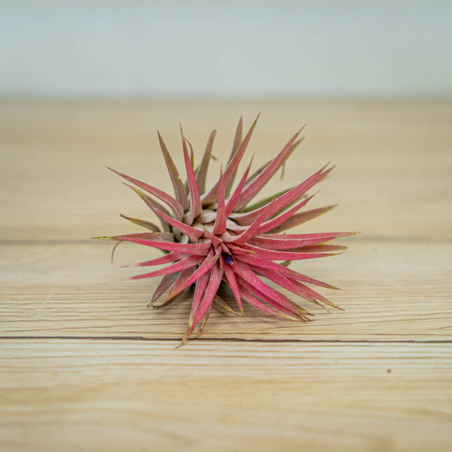 tillandsia-ionantha-varieties-rubra-oplatwa