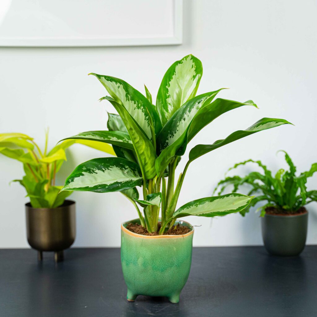 aglaonema-diamond-bay