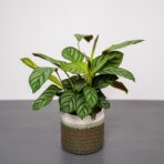 ctenanthe-setosa-compactstar