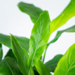 kardamon-malabarski-elettaria-cardamomum