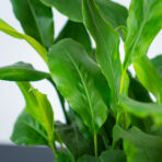 kardamon-malabarski-elettaria-cardamomum