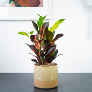 codiaeum-mrs-iceton-kroton