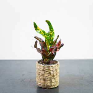 codiaeum-mammi-baby-kroton