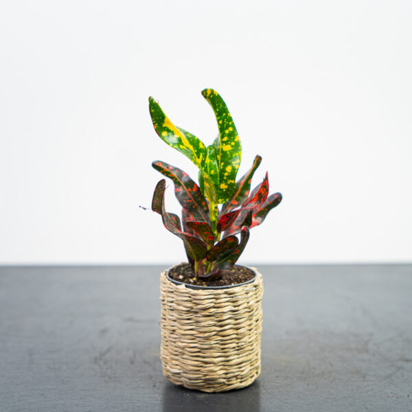 codiaeum-mammi-baby-kroton