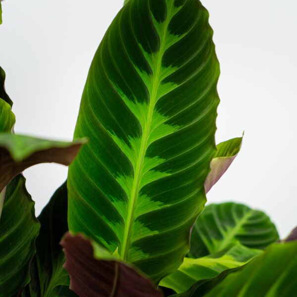 calathea-warscewiczii v