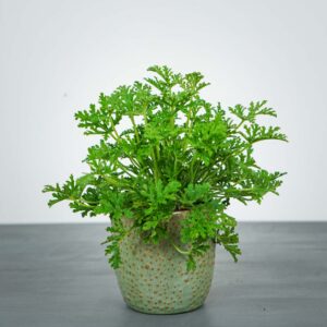 geranium-anginka-pelargonium-graveolens