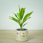 kordylina-fruticosa-kiwi-cordyline