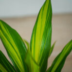 kordylina-fruticosa-kiwi-cordyline