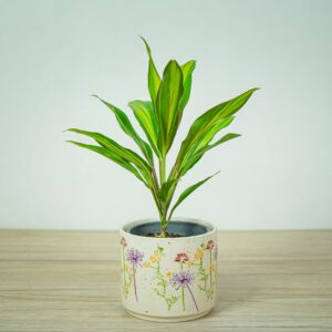 kordylina-fruticosa-kiwi-cordyline