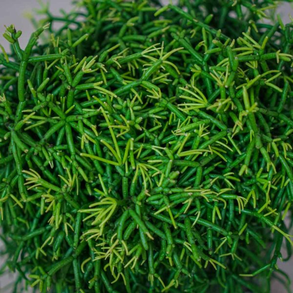 rhipsalis-baccifera-oasis-patyczak (2) rhipsalis-baccifera-oasis-patyczak