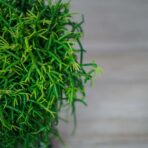 rhipsalis-baccifera-oasis-patyczak