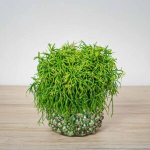 rhipsalis-baccifera-oasis-patyczak