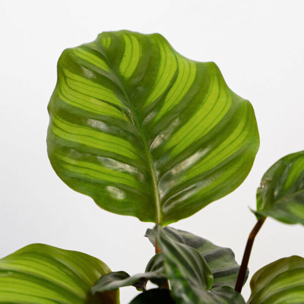 calathea-fasciata calathea-fasciata