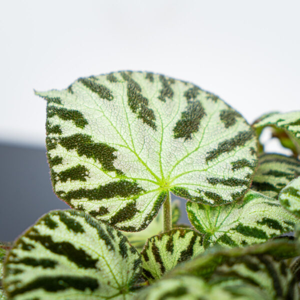 begonia-silver-jewel begonia-silver-jewel