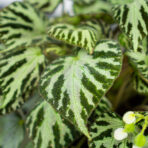 begonia-silver-jewel