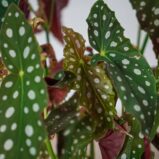 begonia-maculata-wightii