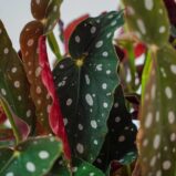 begonia-maculata-wightii