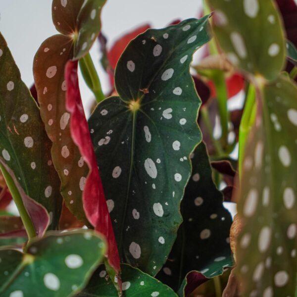 begonia-maculata-wightii (2) begonia-maculata-wightii