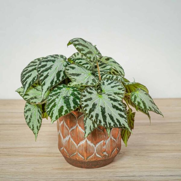 begonia-silver-jewel