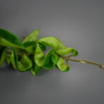 hoya-carnosa-compacta
