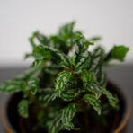 pilea-cadierei