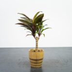 kordylina-fruticosa-purple-compacta-baby-cordyline