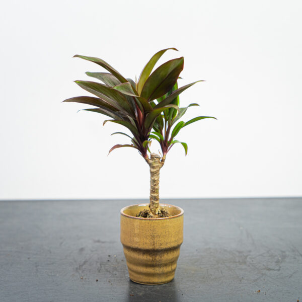 kordylina-fruticosa-purple-compacta-baby-cordyline kordylina-fruticosa-purple-compacta-baby-cordyline