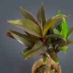 kordylina-fruticosa-purple-compacta-baby-cordyline