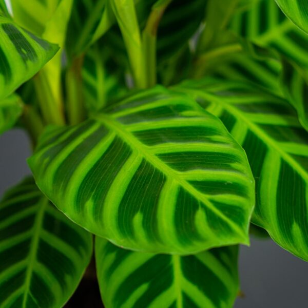 calathea-zebrina calathea-zebrina