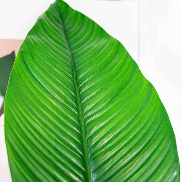 skrzydlokwiat-sensation-spathiphyllum skrzydlokwiat-sensation-spathiphyllum