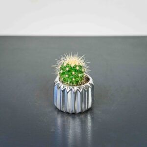 echinocactus-grusonii-kaktus