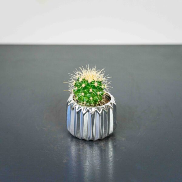 echinocactus grusonii kaktus