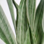 sansevieria-aubrytiana-metallica