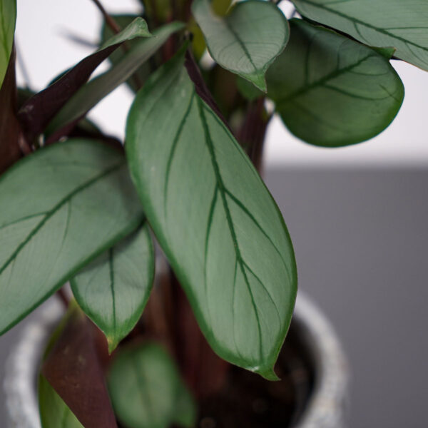 ctenanthe-setosa-grey-star ctenanthe-setosa-grey-star