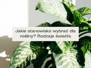 Roślina, na którą padają promienie słoneczne