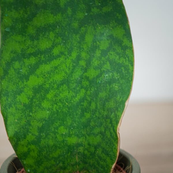 sansevieria-grandis (3) sansevieria-grandis