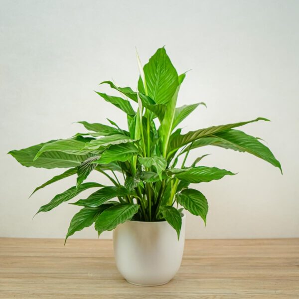 skrzydlokwiat spathiphyllum