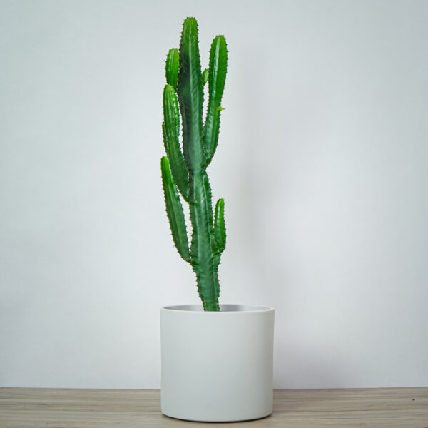 wilczomlecz-euphorbia wilczomlecz-euphorbia- lactea