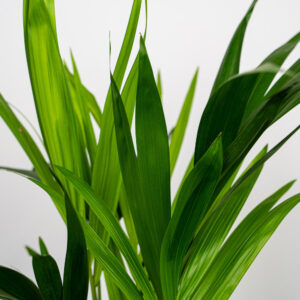 howea-forsteriana-kencja