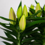 lilium-oriental-entertainer