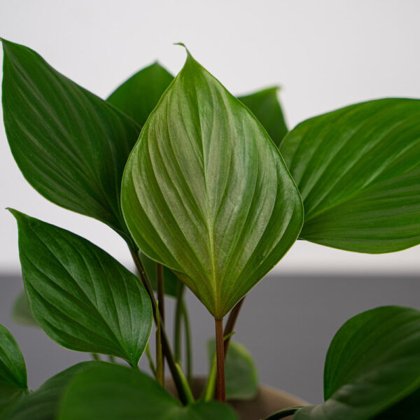 homalomena-rubescens-maggy homalomena-rubescens-maggy