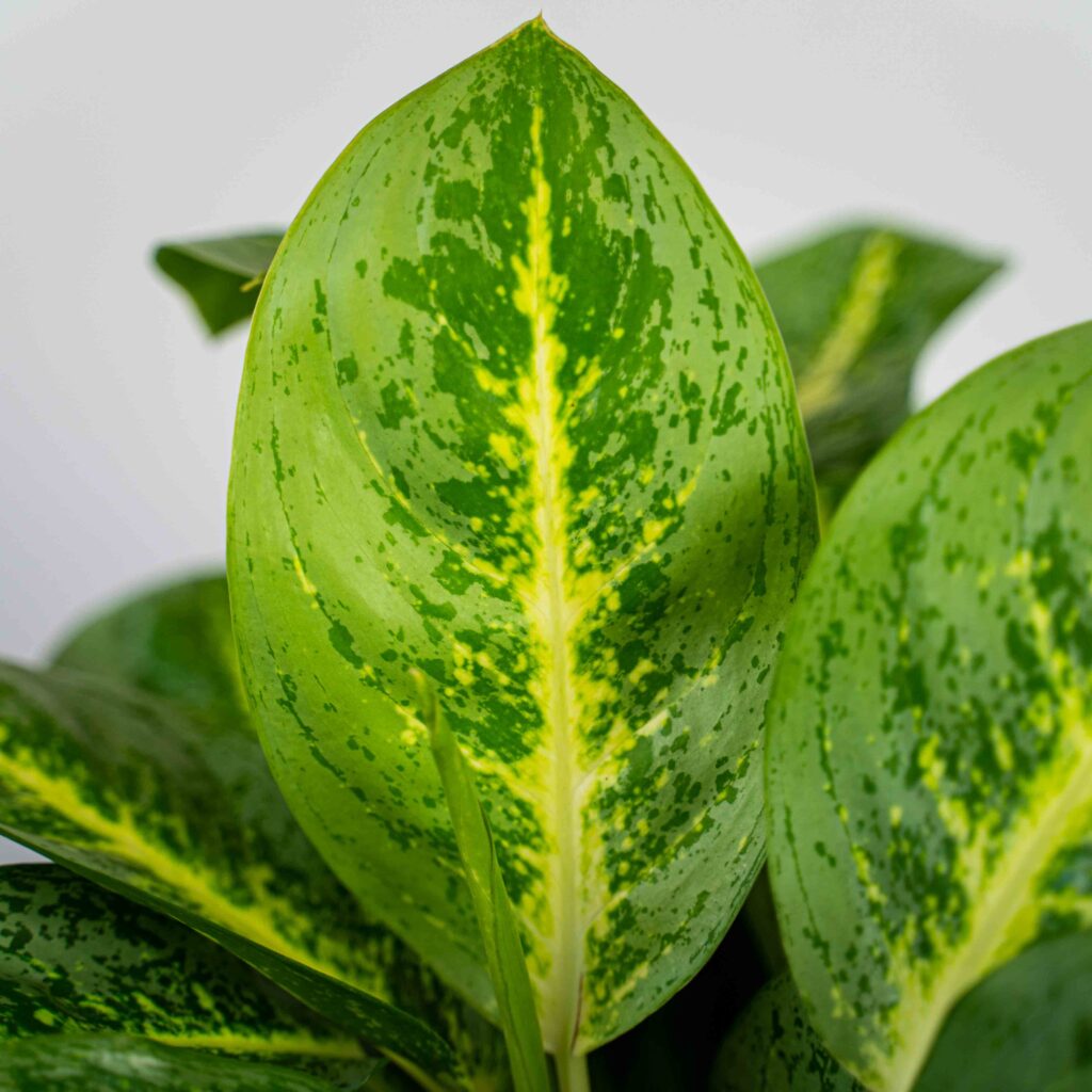 aglaonema-key-lime