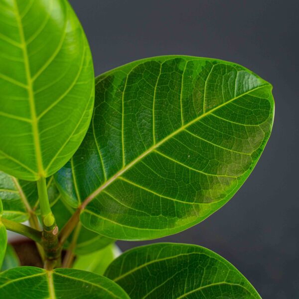 fikus-bengalski-altissima-variegata-ficus fikus-bengalski-altissima-variegata-ficus
